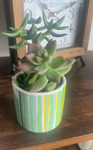 Trader Joe's succulent plant on display on wooden shelf